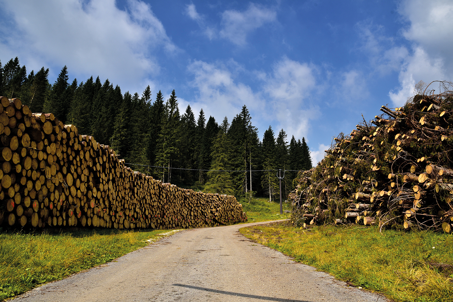 Venduto in Cina il legno degli alberi abbattuti da “Vaia”