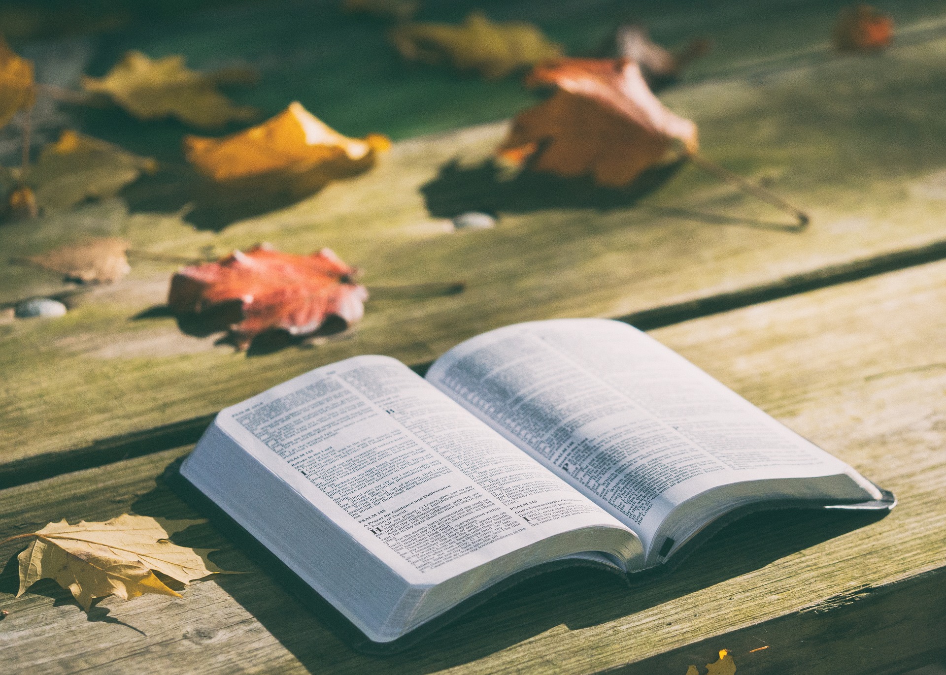 Le metafore bibliche aiutano a comprendere la sinodalità