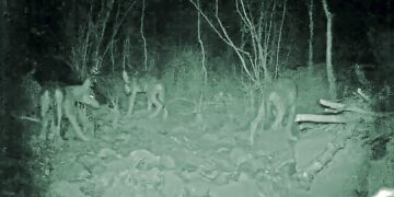 Il lupo raggiunge la collina vicentina. Ma calano le predazioni