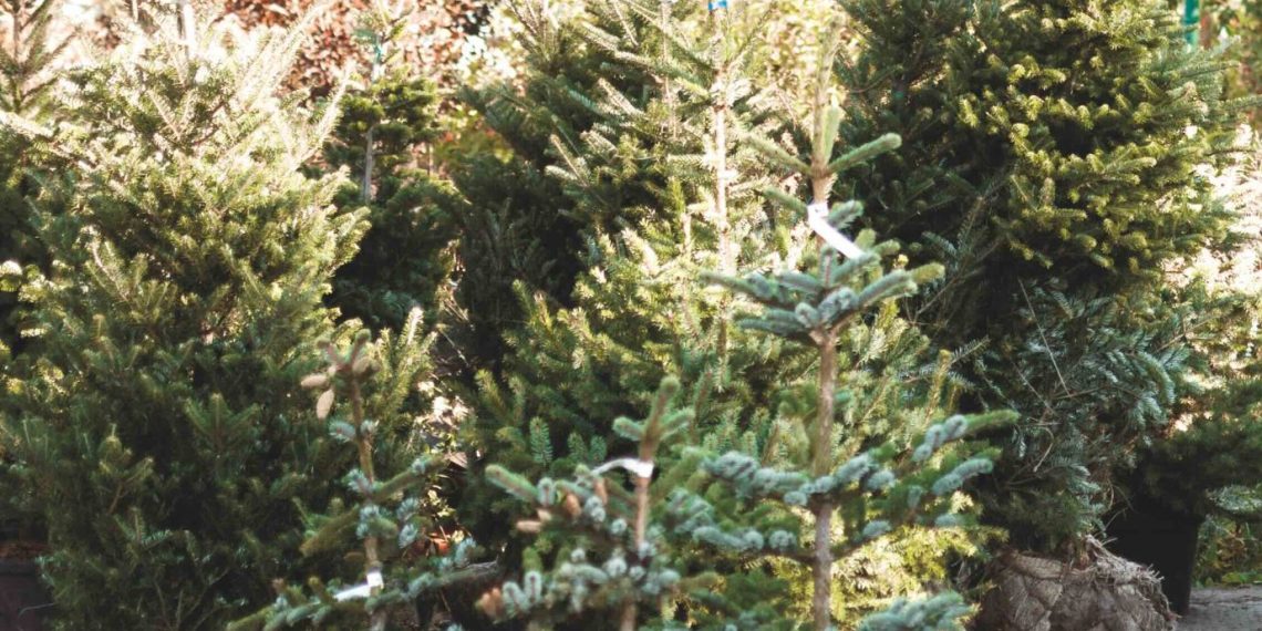 Nuova vita per gli abeti di Natale “usati”: l’associazione Alberi Felici li ripianta sui monti di Lusiana