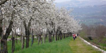 Veneto da scoprire: passeggiata di Pasquetta a Breganze tra i ciliegi in fiore