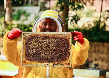Così il lavoro delle api insegna a fare “team building” aziendale