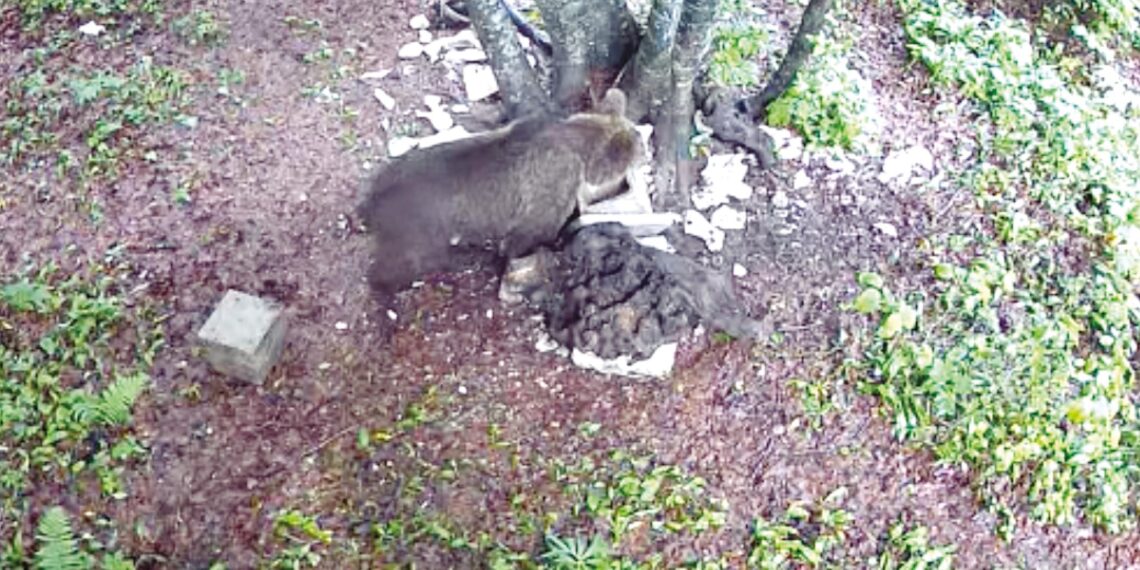Un giovane orso curioso è arrivato sull’Altopiano di Asiago dal Trentino