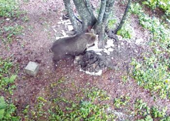 Un giovane orso curioso è arrivato sull’Altopiano di Asiago dal Trentino