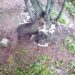 Un giovane orso curioso è arrivato sull’Altopiano di Asiago dal Trentino