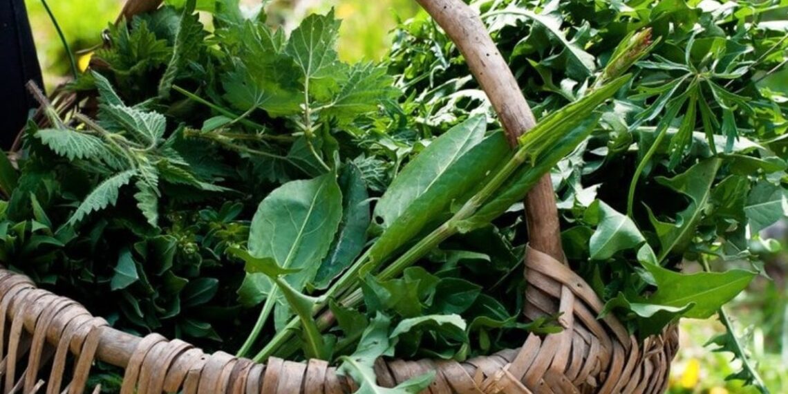 Foraging, torna la passione per le erbe spontanee: attenzione alle piante tossiche
