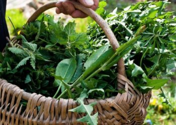 Foraging, torna la passione per le erbe spontanee: attenzione alle piante tossiche