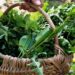 Foraging, torna la passione per le erbe spontanee: attenzione alle piante tossiche