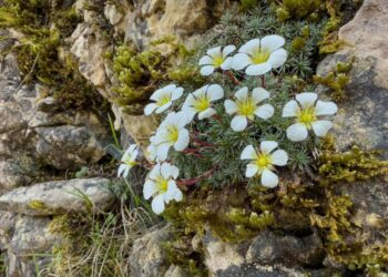 Giardino Botanico Alpino San Marco: la biodiversità delle Piccole Dolomiti