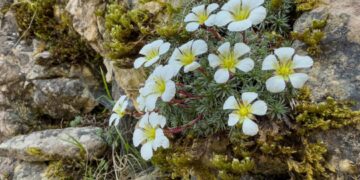 Giardino Botanico Alpino San Marco: la biodiversità delle Piccole Dolomiti