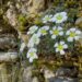 Giardino Botanico Alpino San Marco: la biodiversitĂ delle Piccole Dolomiti
