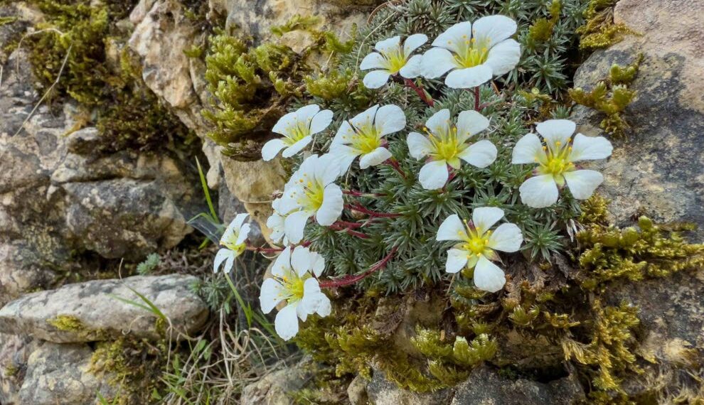 Giardino Botanico Alpino San Marco: la biodiversità delle Piccole Dolomiti