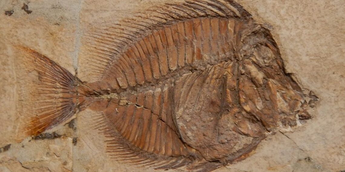 Dinosauri, mari antichi e fossili: il turismo scientifico nella provincia di Verona