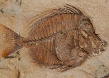 Dinosauri, mari antichi e fossili: il turismo scientifico nella provincia di Verona
