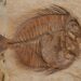 Dinosauri, mari antichi e fossili: il turismo scientifico nella provincia di Verona